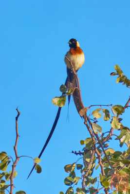 050923-bird_15