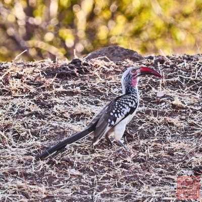 050923-bird_16