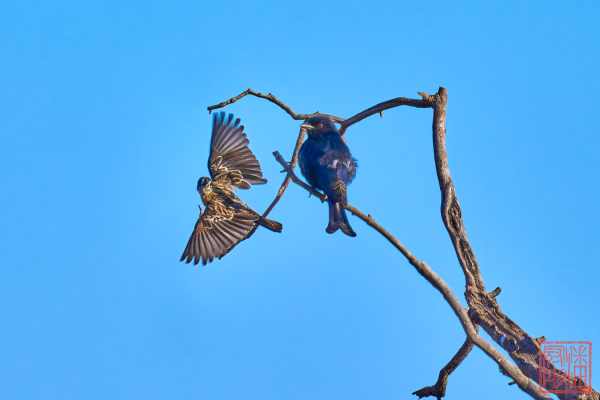 050923-bird_17