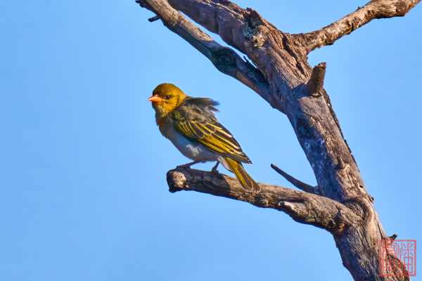 050923-bird_19