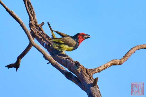 050923-bird_20