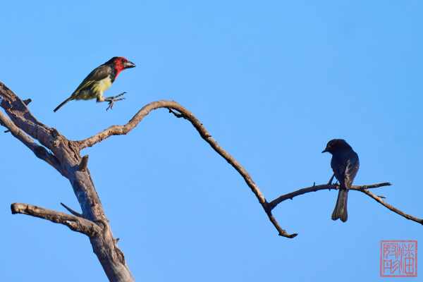 050923-bird_21