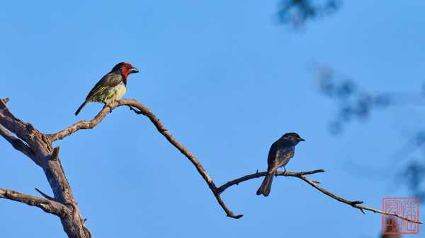 050923-bird_22