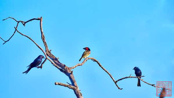 050923-bird_23