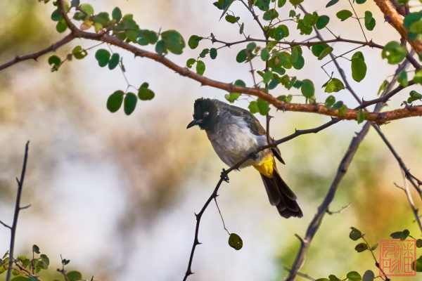 050923-bird_24
