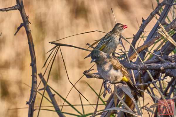 050923-bird_25