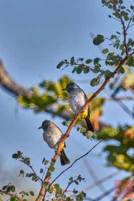 050923-bird_26
