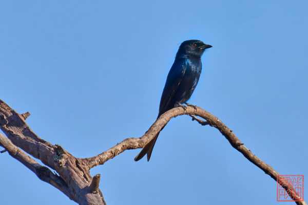050923-bird_27
