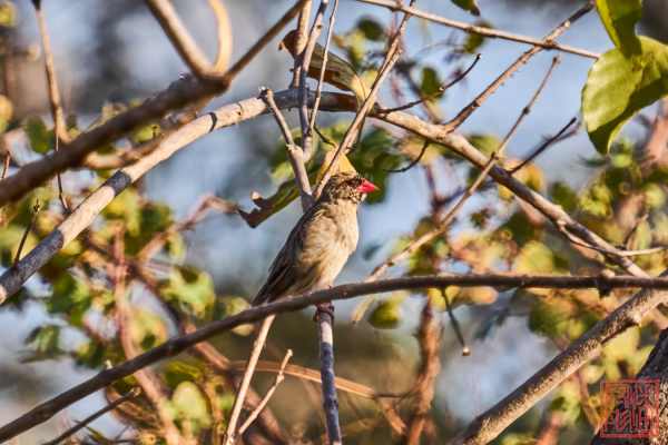 050923-bird_28