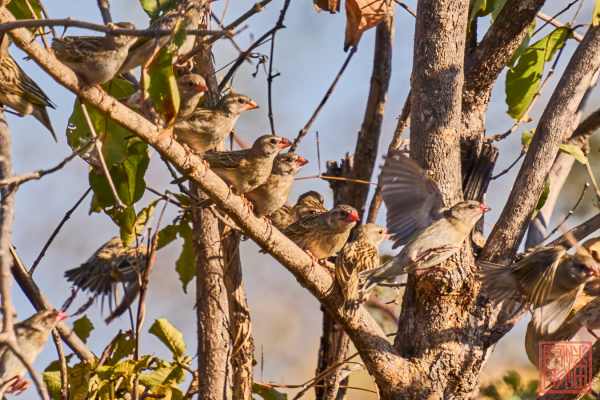050923-bird_29