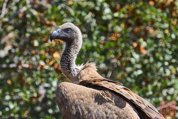 051023-bird_02