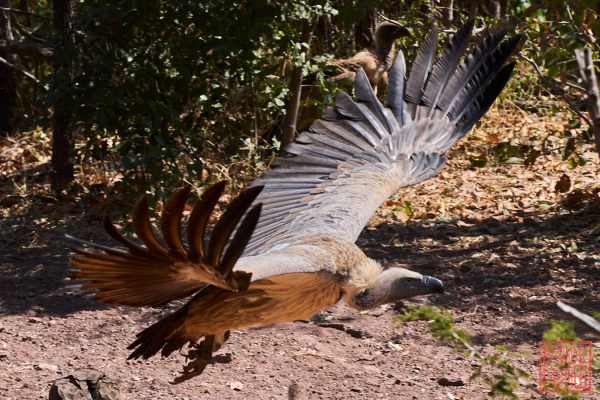051023-bird_04