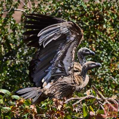 051023-bird_07