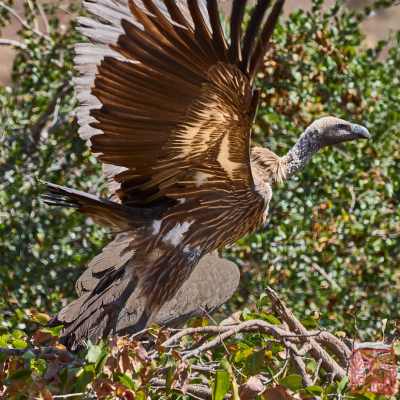 051023-bird_08