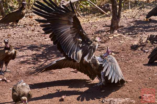 051023-bird_11
