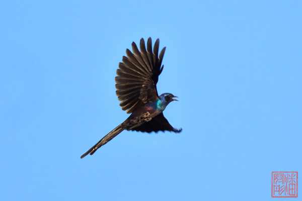 051123-bird_01