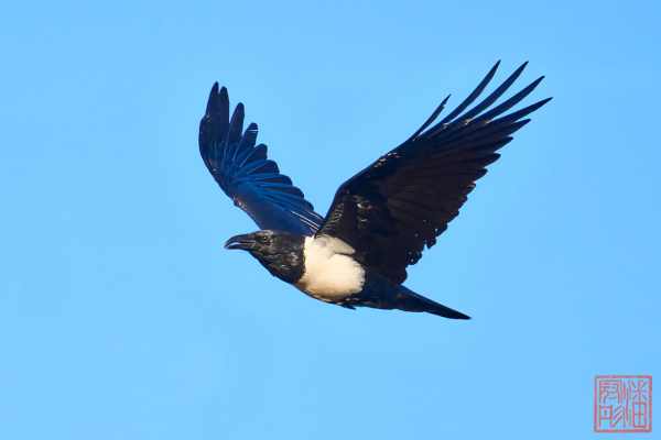 051123-bird_02