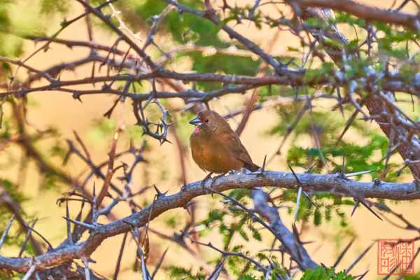051123-bird_03