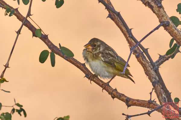 051123-bird_04