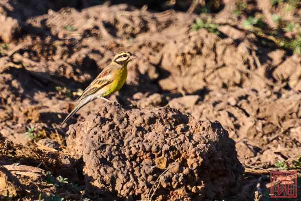 051123-bird_05
