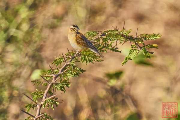 051123-bird_07