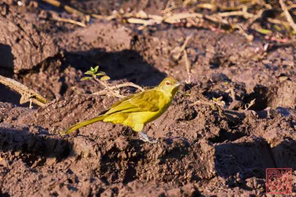 051123-bird_08