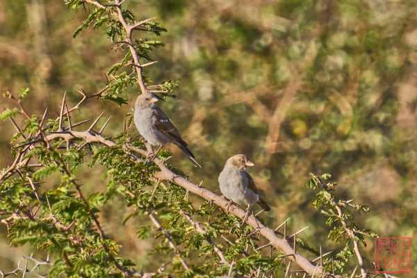 051123-bird_09