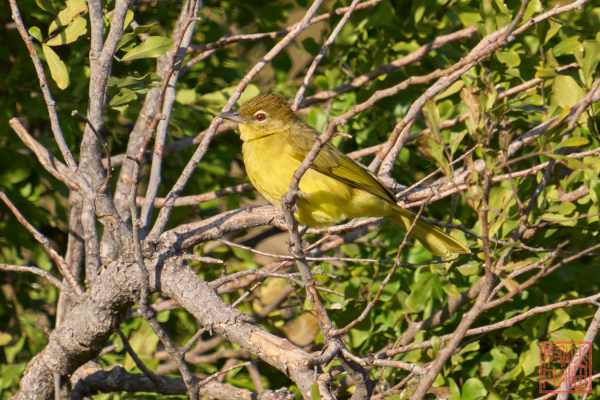 051123-bird_10
