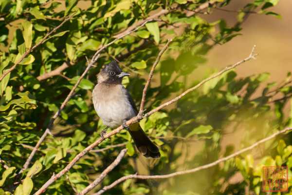051123-bird_11