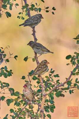 051123-bird_12
