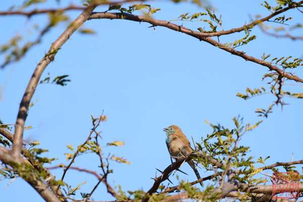 051123-bird_13