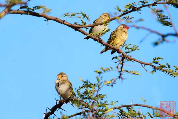 051123-bird_14