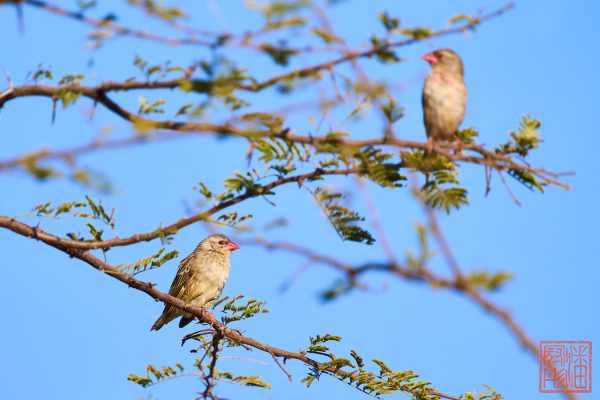 051123-bird_15