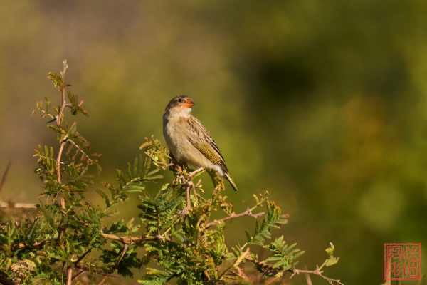 051123-bird_16