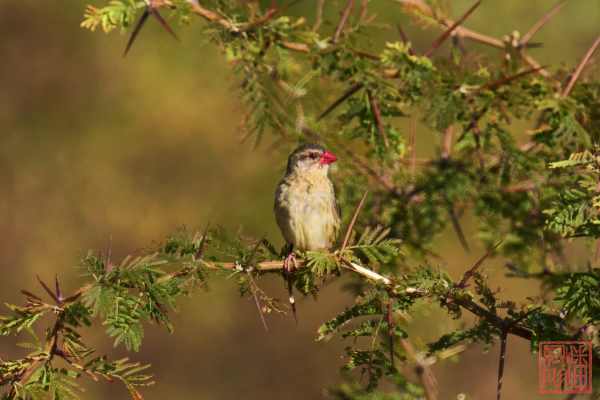 051123-bird_17