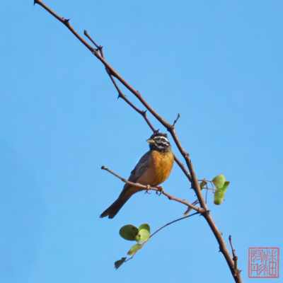 051123-bird_18