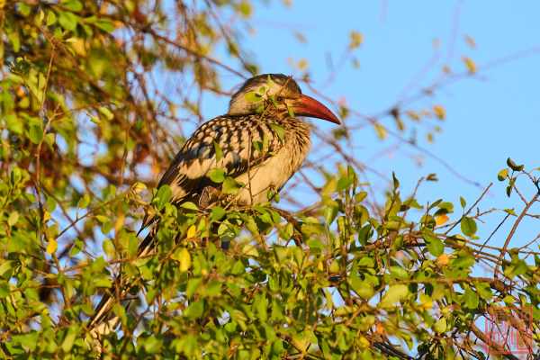 051223-bird_01