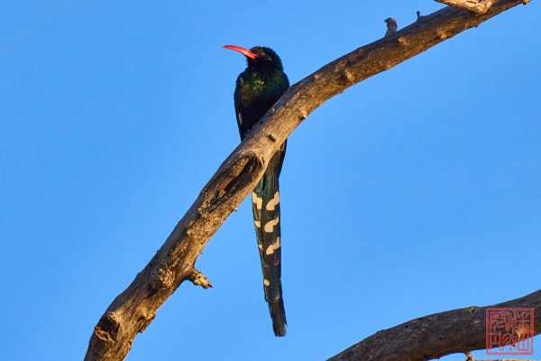051223-bird_02