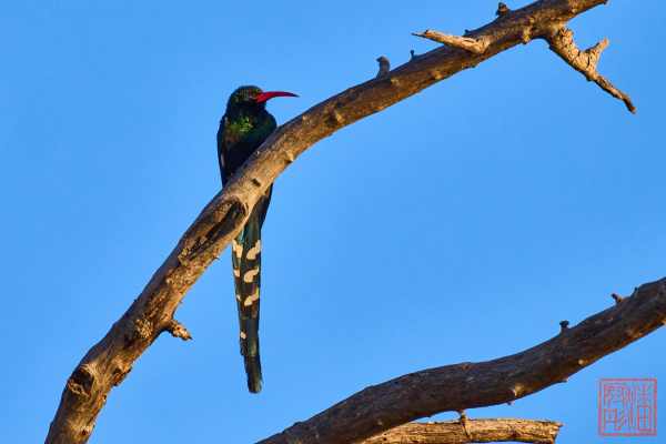 051223-bird_03