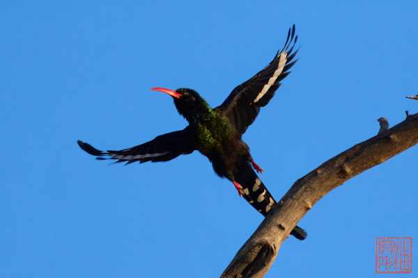 051223-bird_04