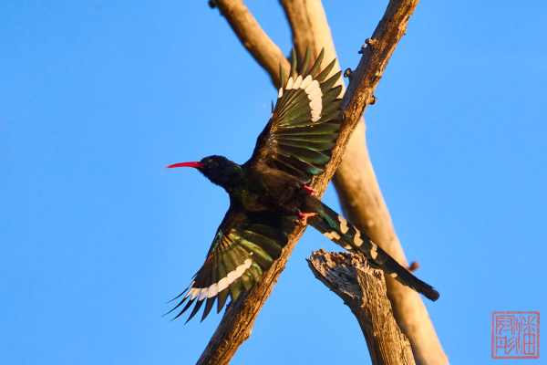 051223-bird_05