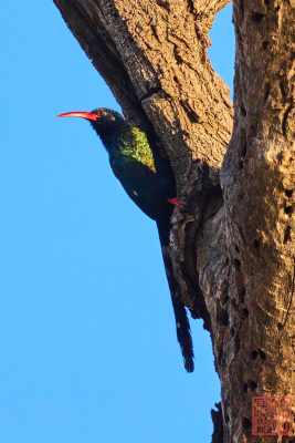 051223-bird_06