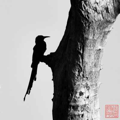 051223-bird_07