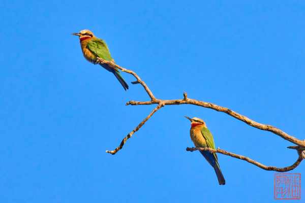 051223-bird_08