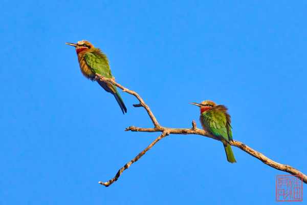 051223-bird_09