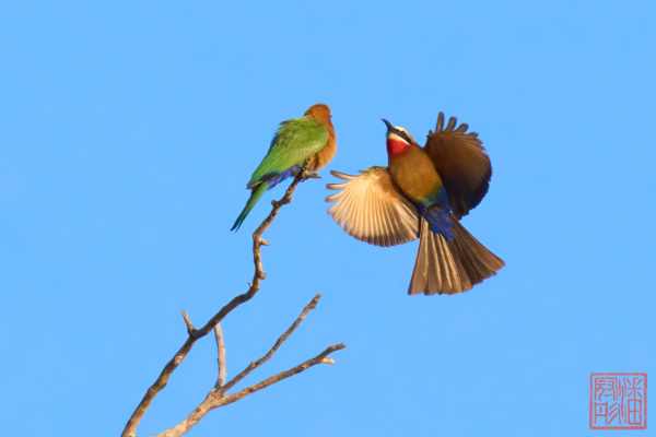 051223-bird_10