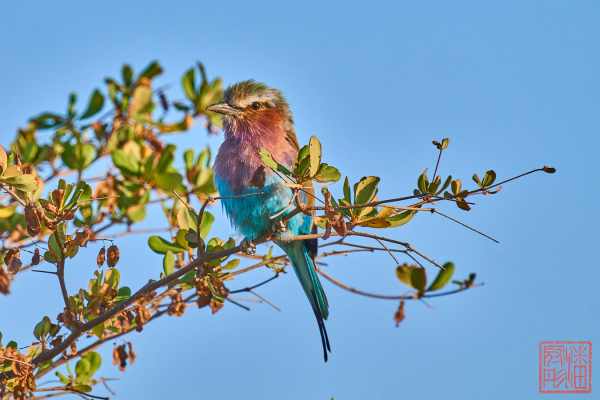 051223-bird_11
