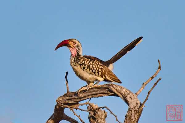 051223-bird_12