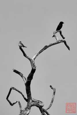 051223-bird_13