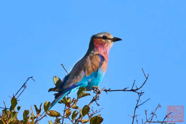 051223-bird_14